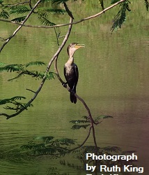 Cormorant